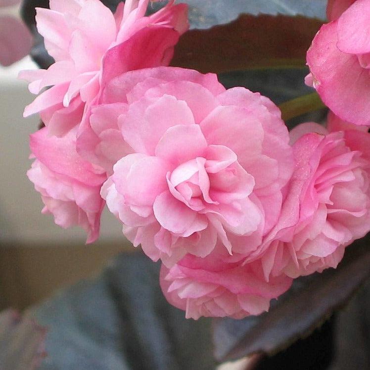 Begonia semperflorens 'Doublet Pink' ~ Doublet® Pink Begonia-ServeScape