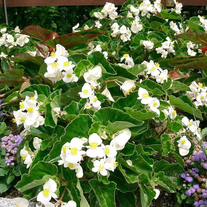 Begonia x 'PAS1484340' ~ Dragon Wing® White Begonia-ServeScape
