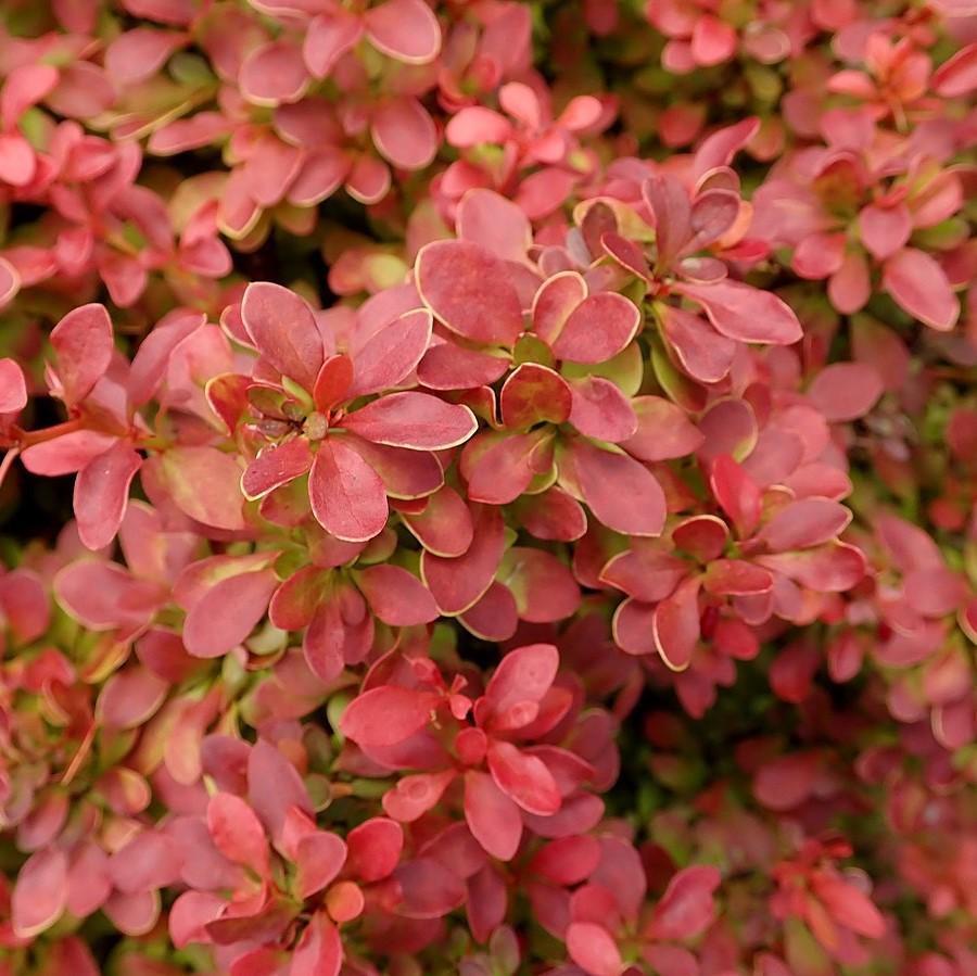 Berberis thunbergii 'Admiration' PP#16,921 ~ Admiration Barberry-ServeScape