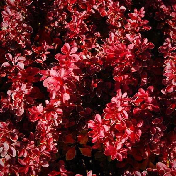 Admiration Barberry