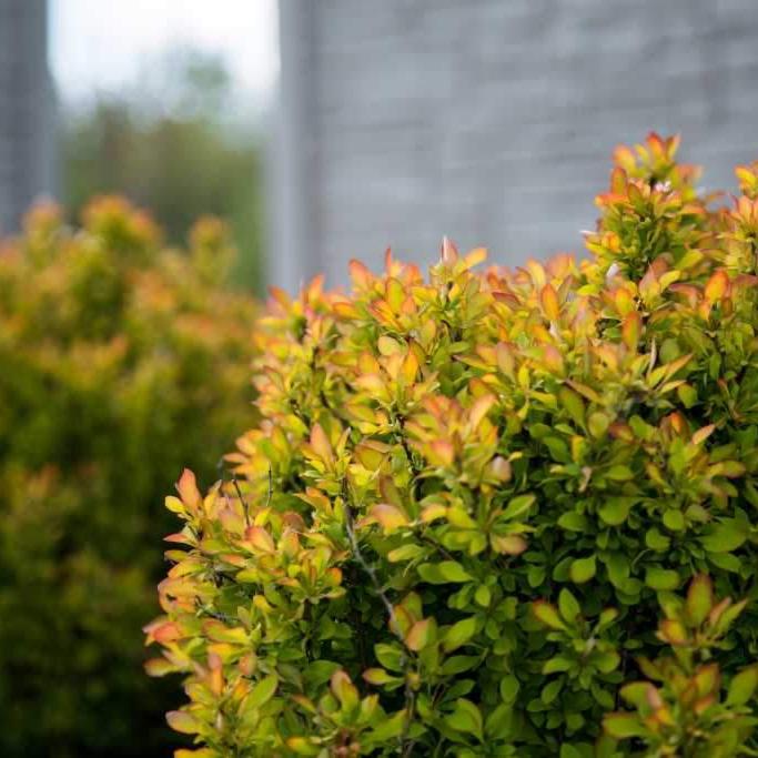 Berberis thunbergii 'BailErin'  ~  Limoncello™ Barberry - Delivered By ServeScape