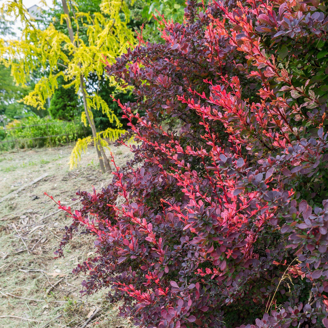 Berberis thunbergii 'Rose Glow' ~ Rose Glow Barberry-ServeScape