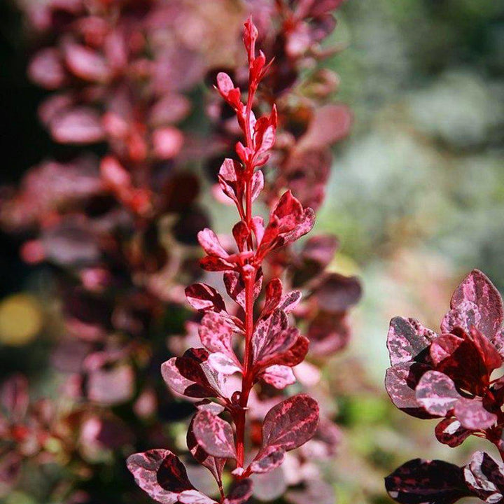 Berberis thunbergii 'Rose Glow' ~ Rose Glow Barberry - Delivered By ServeScape