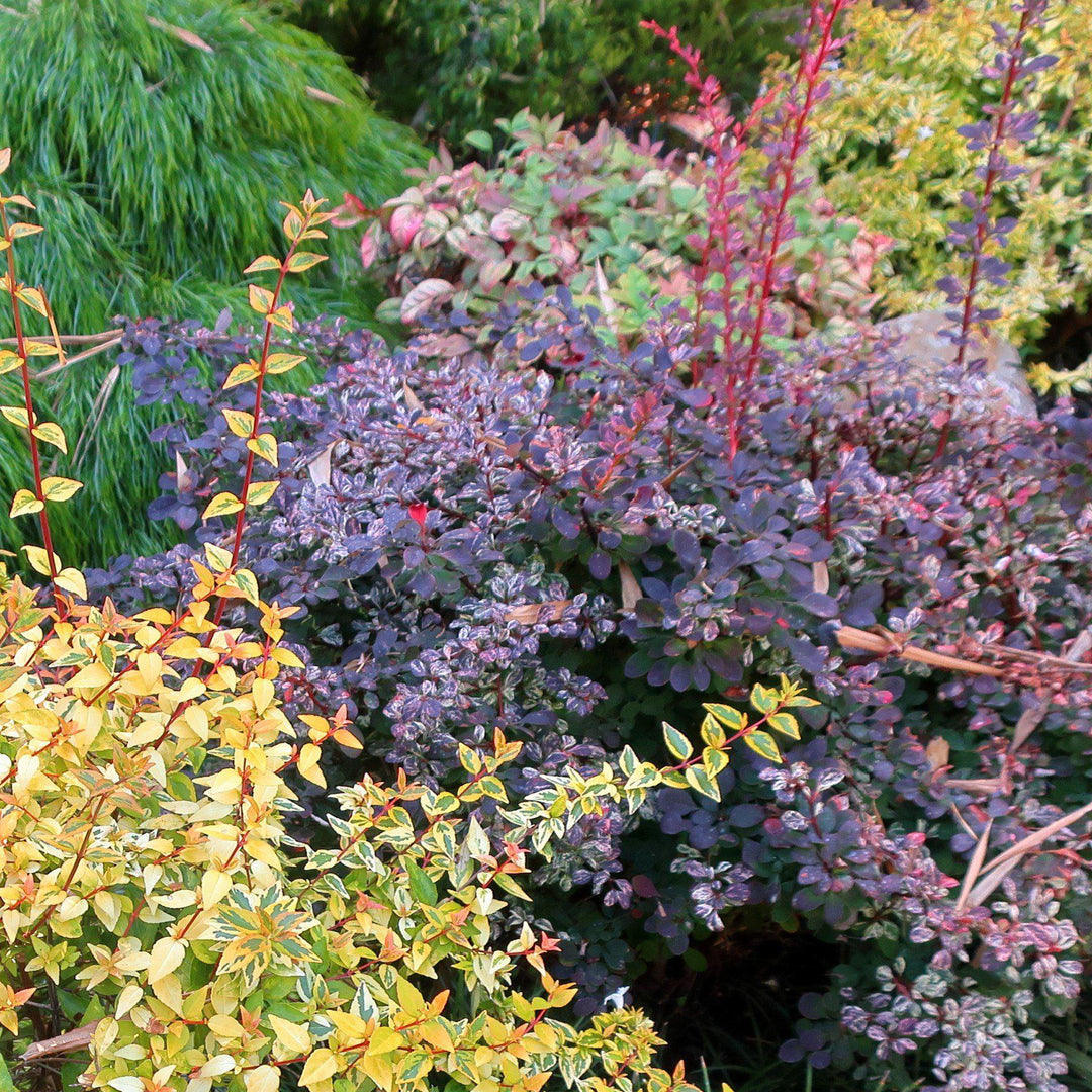 Berberis thunbergii 'Rose Glow' ~ Rose Glow Barberry-ServeScape