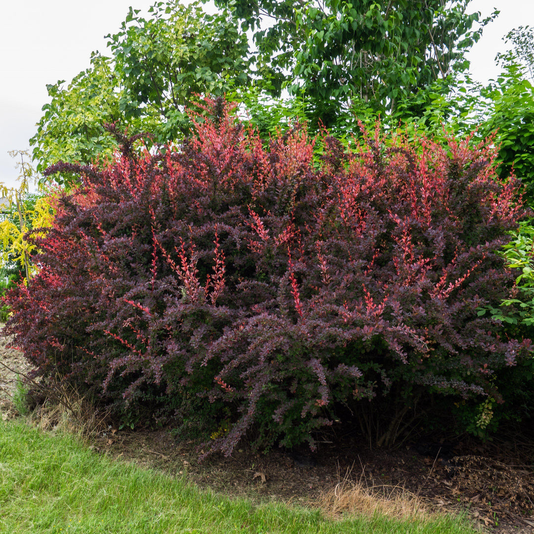 Berberis thunbergii 'Rose Glow' ~ Rose Glow Barberry-ServeScape