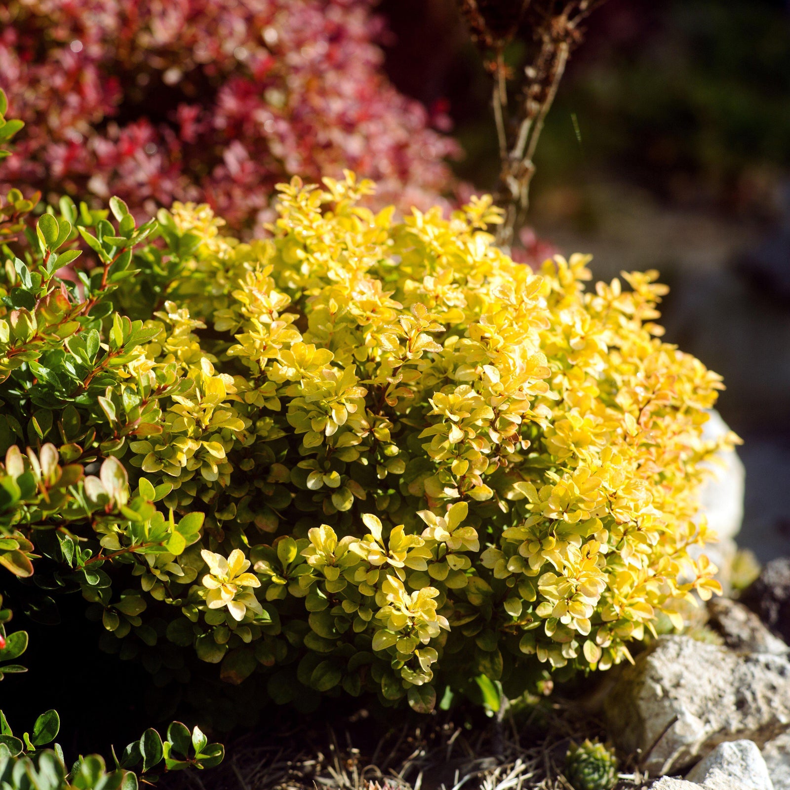 Tiny Gold Barberry Spring Foliage