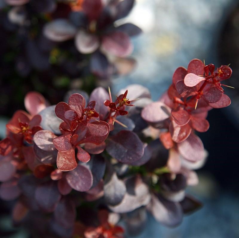 Berberis thunbergii f. atropurpurea 'Helmond Pillar' ~ Helmond Pillar Barberry-ServeScape