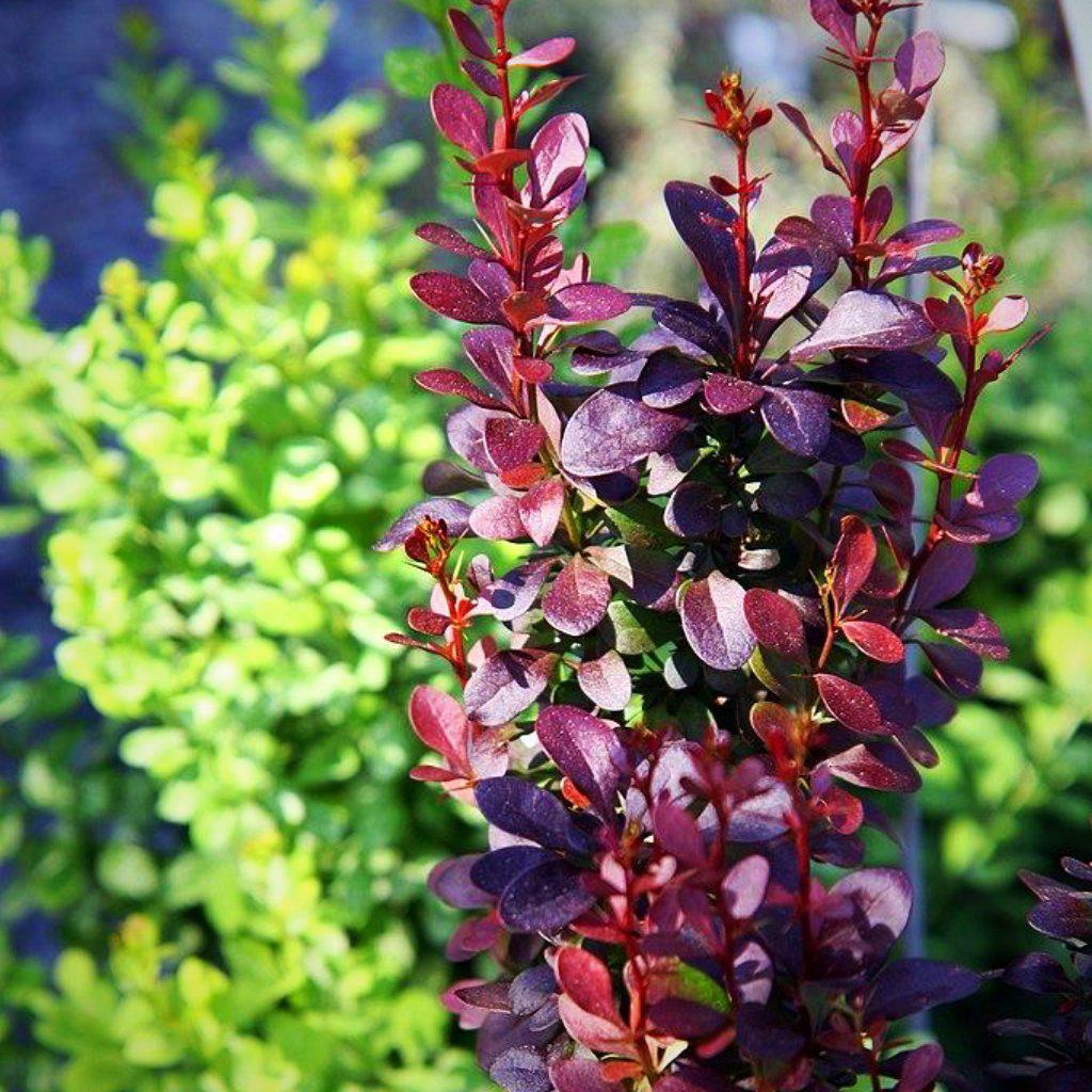 Berberis thunbergii f. atropurpurea 'Helmond Pillar' ~ Helmond Pillar Barberry - Delivered By ServeScape