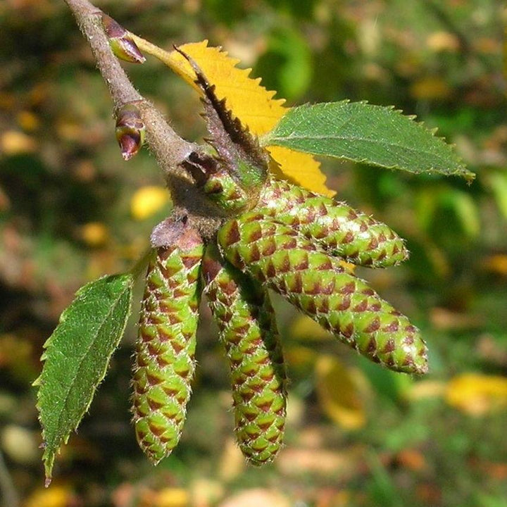 Betula alleghaniensis ~ Yellow Birch-ServeScape