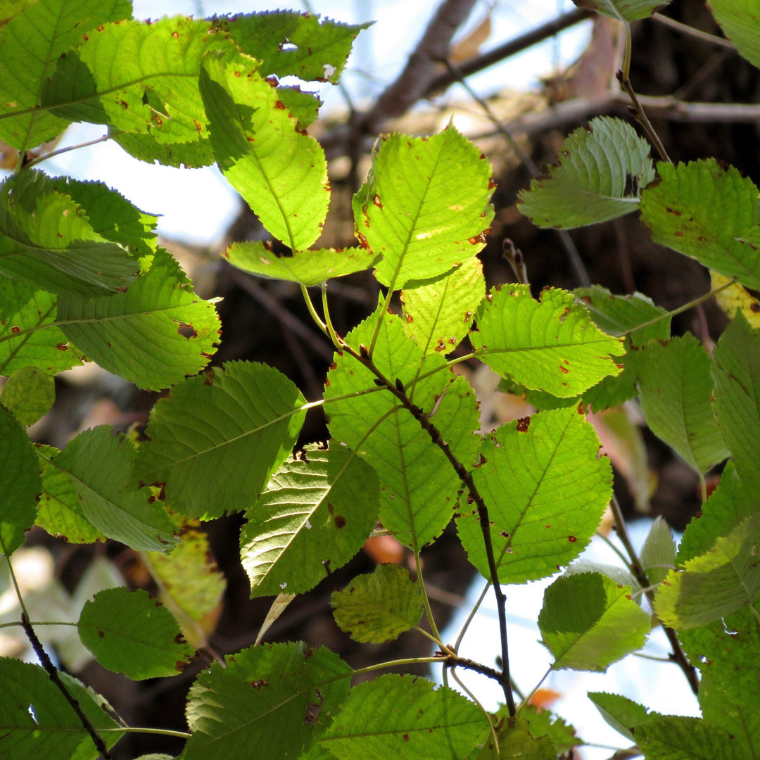 Betula lenta ~ Sweet Birch-ServeScape