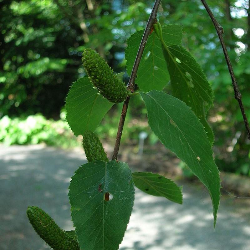 Betula lenta ~ Sweet Birch-ServeScape