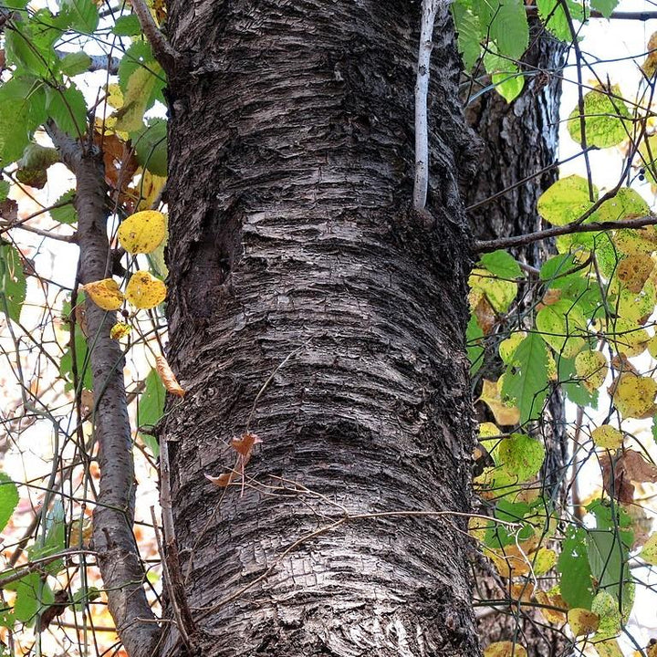 Betula lenta ~ Sweet Birch-ServeScape