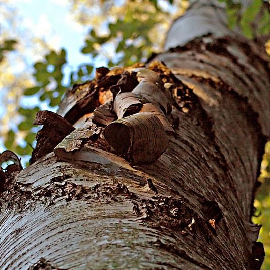Betula lenta ~ Sweet Birch-ServeScape