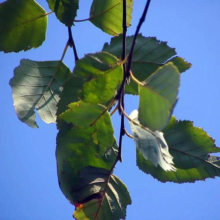 Betula nigra 'BNMTF' ~ Dura Heat® River Birch-ServeScape