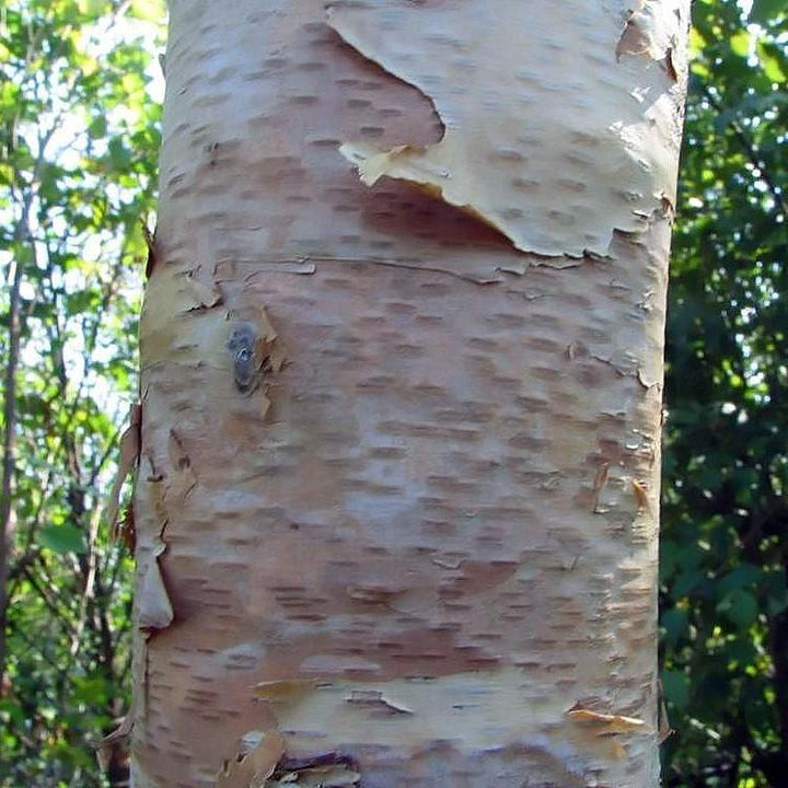 Betula nigra 'BNMTF' ~ Dura Heat® River Birch-ServeScape