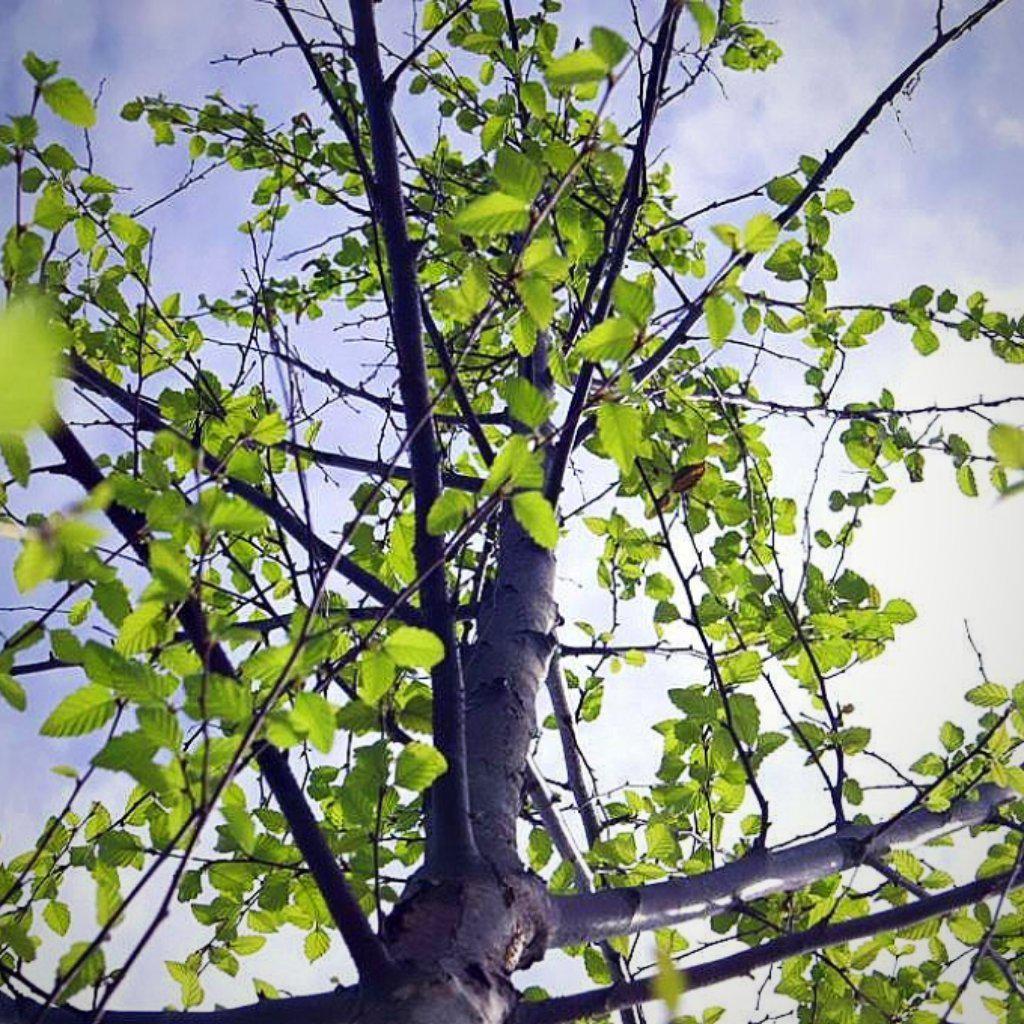 Betula nigra 'BNMTF' ~ Dura Heat® River Birch - Delivered By ServeScape