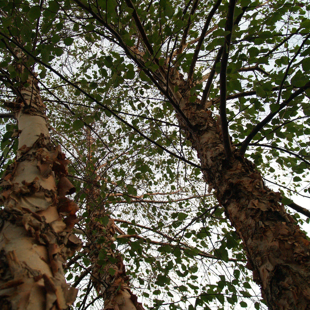 Betula nigra 'Cully' ~ Heritage® River birch-ServeScape