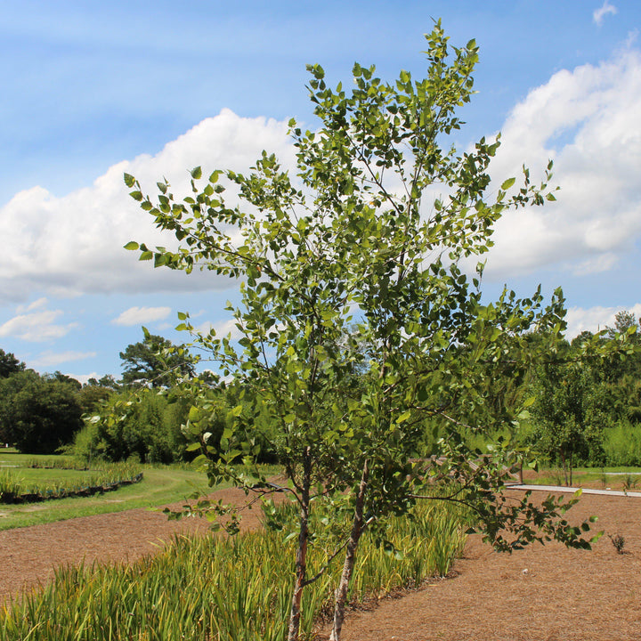 Betula nigra 'Cully' ~ Heritage® River birch - Delivered By ServeScape