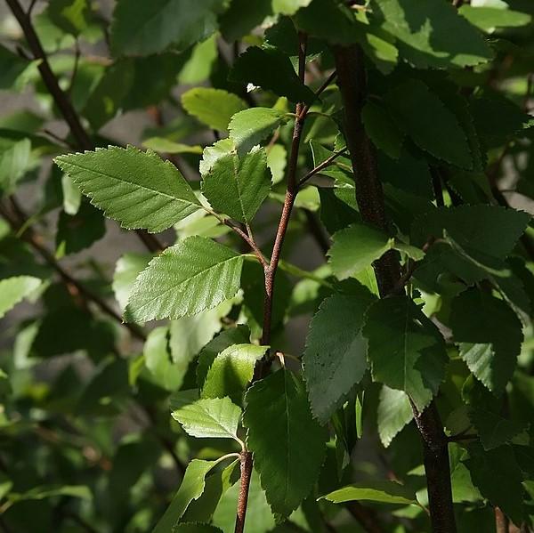 Betula nigra 'Little King' ~ Fox Valley® Dwarf River Birch-ServeScape