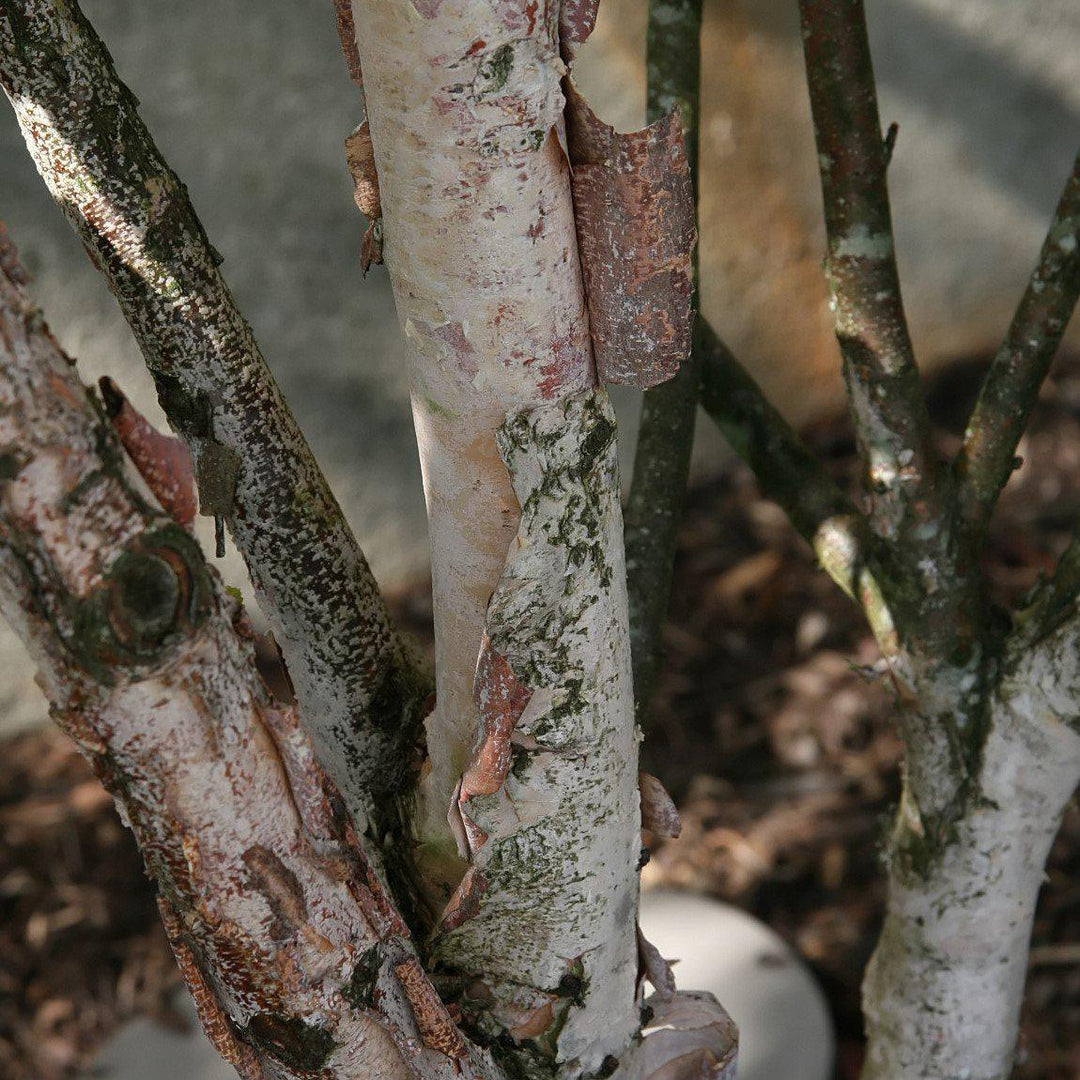 Betula nigra 'Little King' ~ Fox Valley® Dwarf River Birch-ServeScape