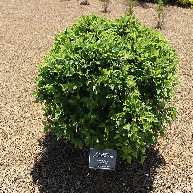 Betula nigra 'Little King' ~ Fox Valley® Dwarf River Birch-ServeScape