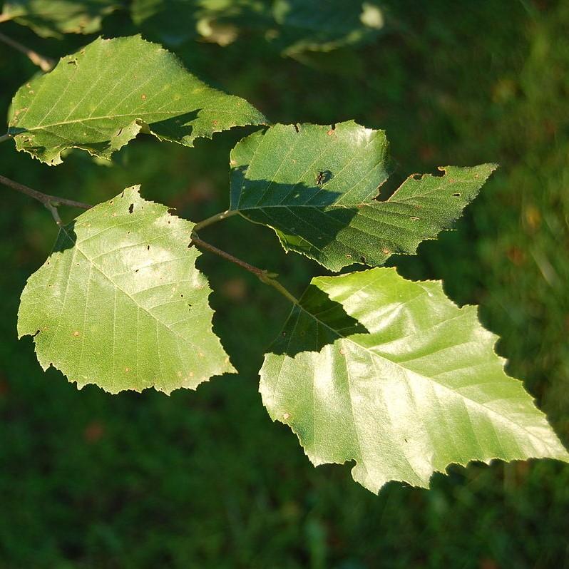 Betula nigra ~ River Birch-ServeScape