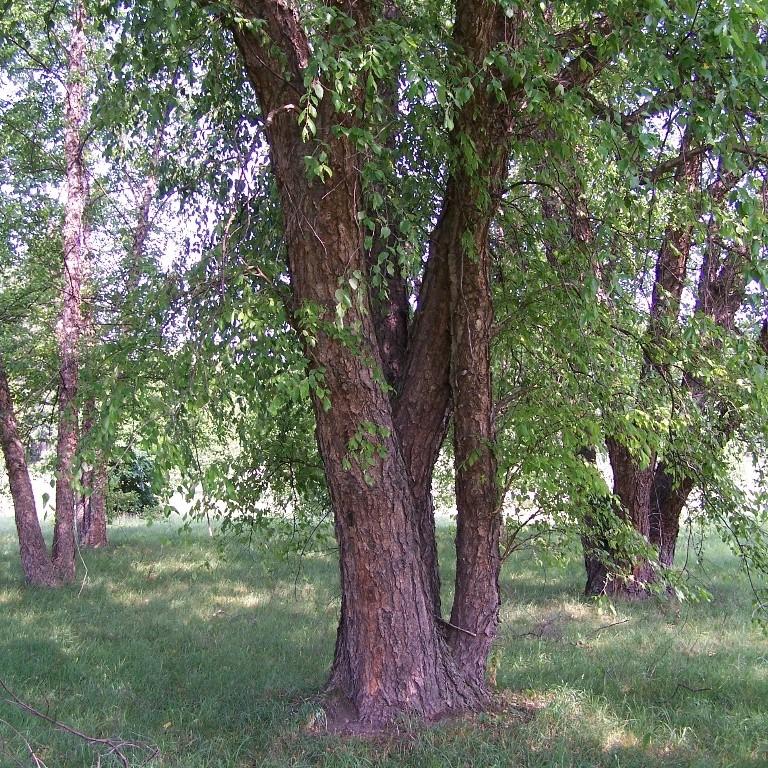 Betula nigra ~ River Birch-ServeScape