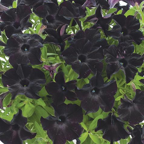 Petunia x 'Black Ray' ~ Black Ray™ Petunia-ServeScape