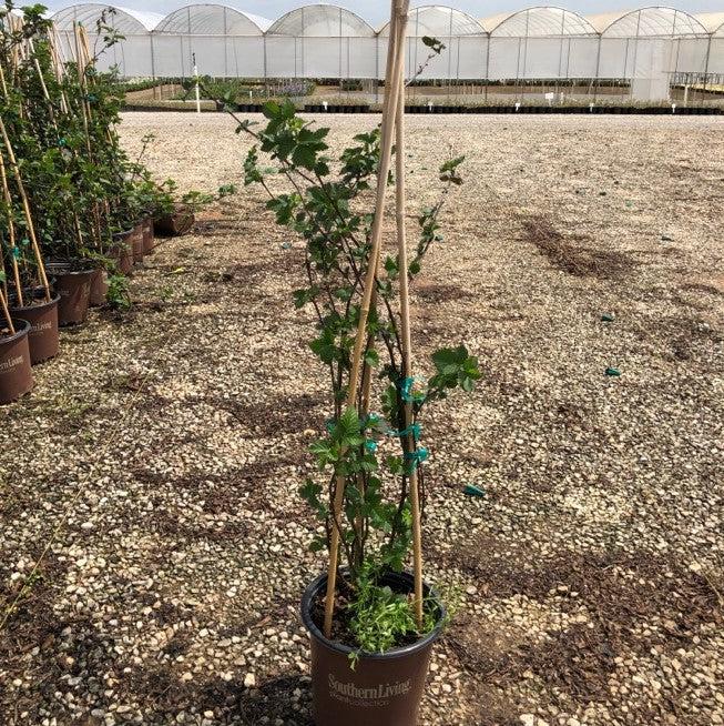 Rubus fruticosus 'Navaho' ~ Navaho Thornless Blackberry-ServeScape