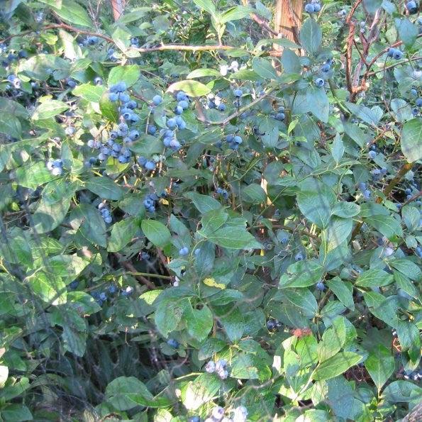 Vaccinium virgatum 'Onslow' ~ Onslow Rabbiteye Blueberry-ServeScape