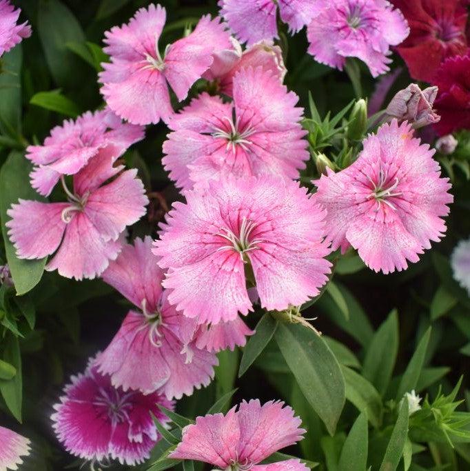 Dianthus spp, Pink ~ Dianthus, Pink-ServeScape