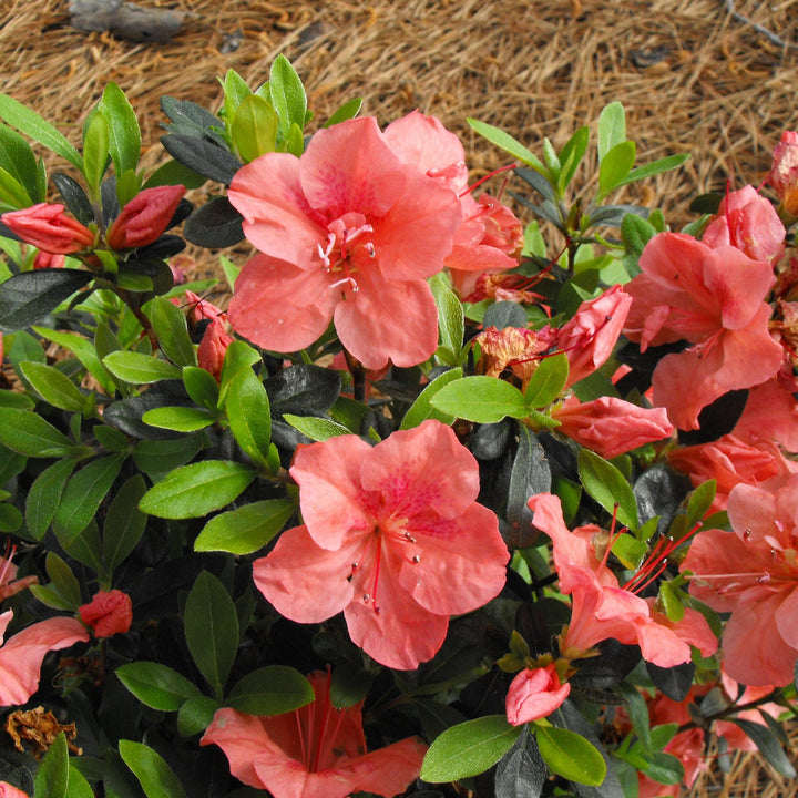 Rhododendron x ‘MNIHAR010’ P22,545 ~ Bloom 'N Again®Peachy Keen Azalea-ServeScape