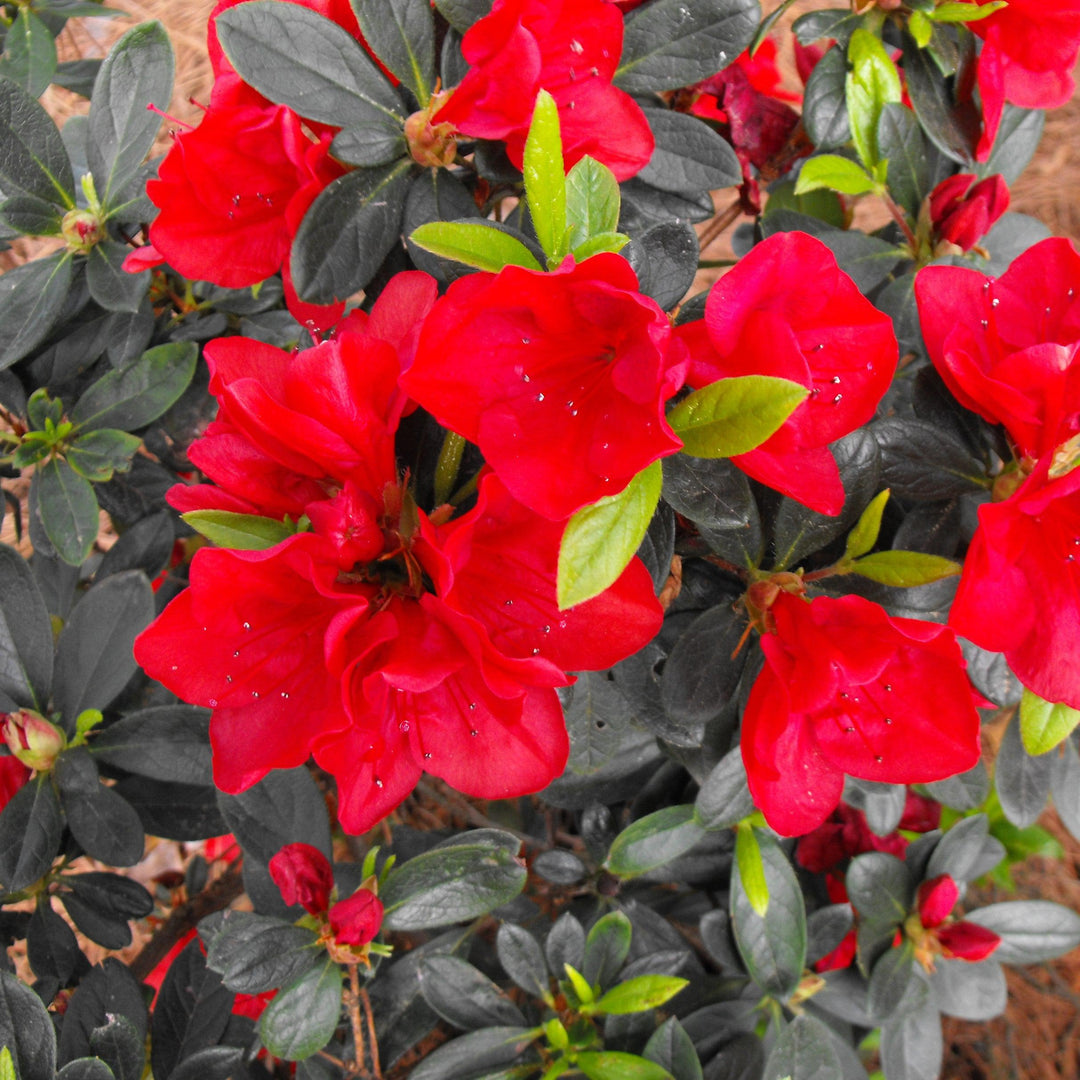 Rhododendron x 'MNIHAR017' ~ Echo® Rojo Azalea-ServeScape