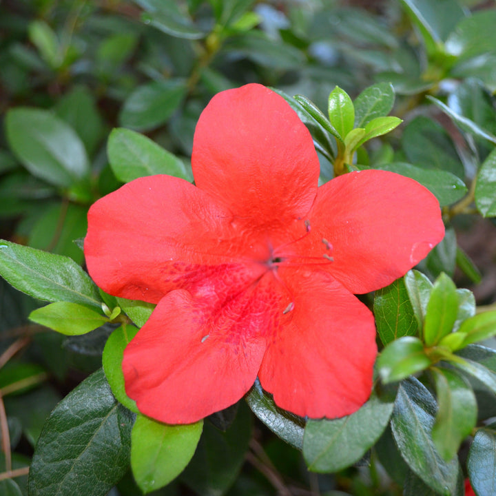 Rhododendron x ‘MNIHAR025' PP24,335 ~ Bloom 'N Again® Strawberry Kiss Azalea-ServeScape