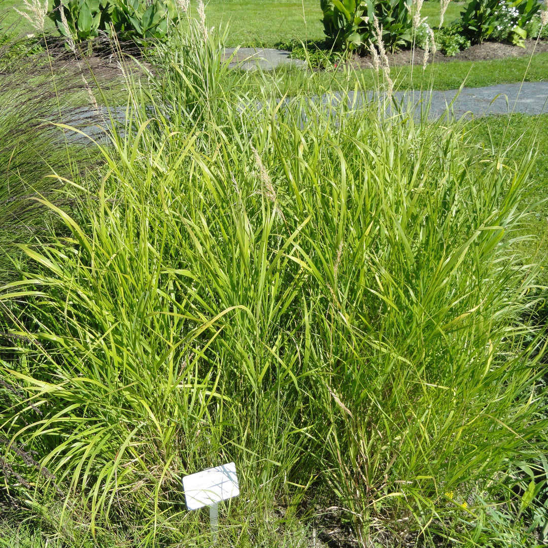 Bouteloua curtipendula ~ Sideoats Grama - Delivered By ServeScape