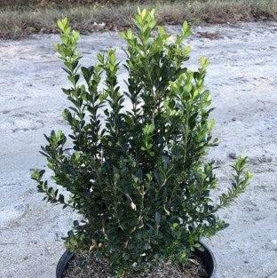 Buxus microphylla japonica ‘Grejade’ ~ Baby Jade™ Boxwood-ServeScape