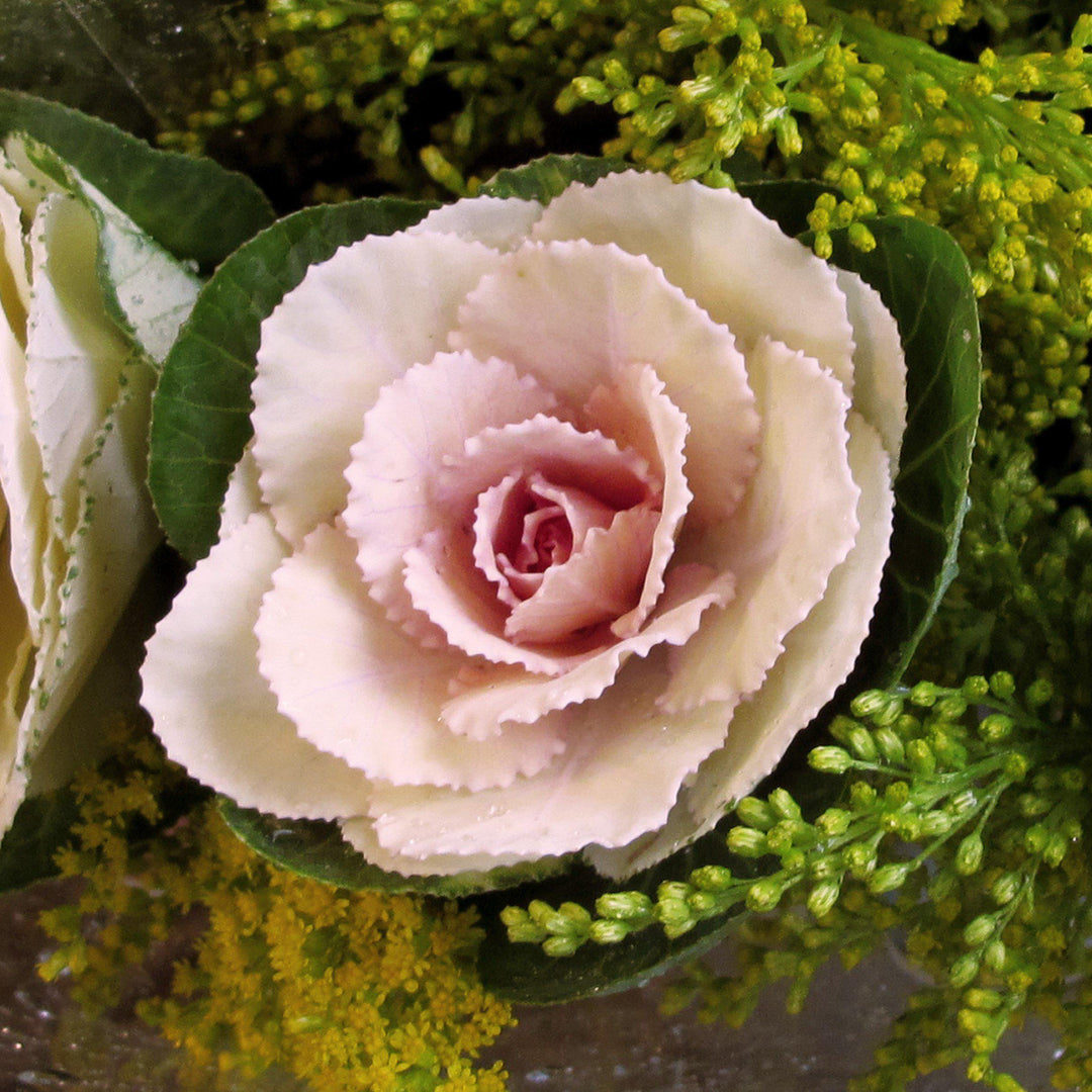 Brassica oleracea (Acephala Group) 'Crane White' ~ Crane White Ornamental Kale-ServeScape