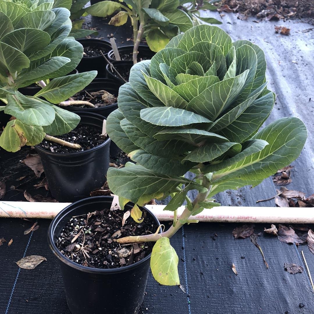 Brassica oleracea (Acephala Group) 'Crane White' ~ Crane White Ornamental Kale-ServeScape