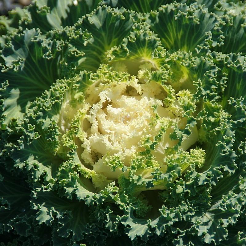 Brassica oleracea (Acephala Group) ‘Nagoya White'~ Nagoya White Ornamental Kale-ServeScape