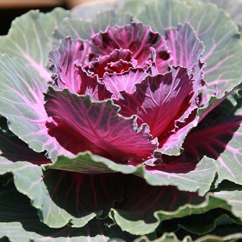 Brassica oleracea (Acephala Group) 'Pigeon Red'~Pigeon Red Ornamental Cabbage-ServeScape