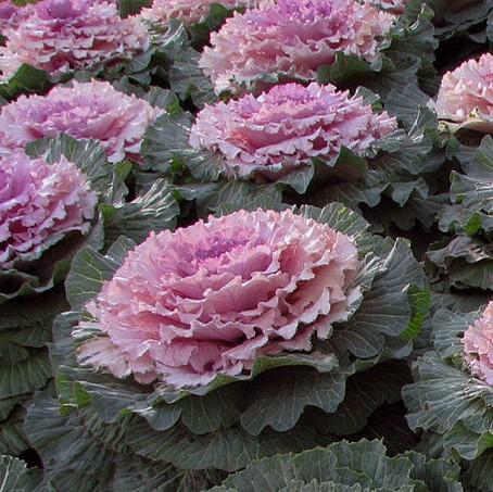 Brassica oleracea (Acephala Group) 'Pigeon Red'~Pigeon Red Ornamental Cabbage-ServeScape