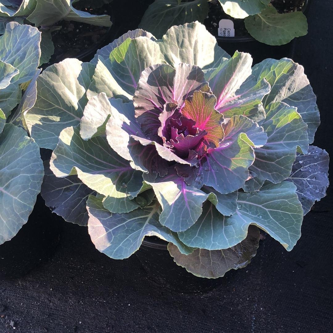 Brassica oleracea (Acephala Group) 'Pigeon Red'~Pigeon Red Ornamental Cabbage-ServeScape