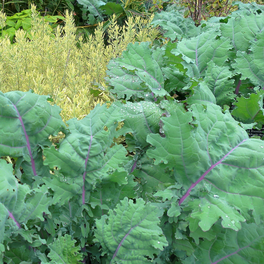 Brassica oleracea (Acephala Group) 'Red Russian' ~ Red Russian Ornamental Kale