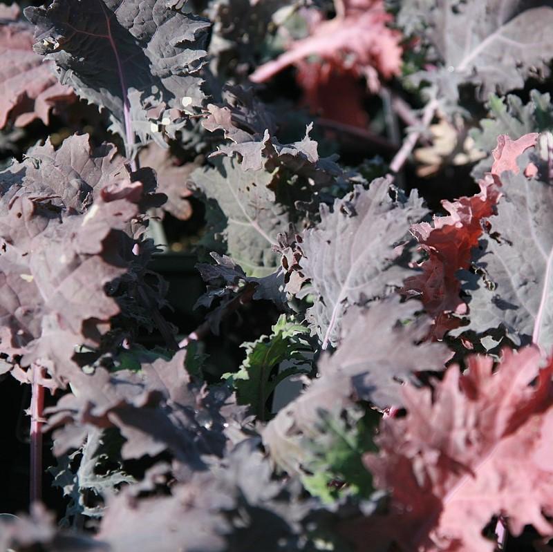 Brassica oleracea (Acephala Group) 'Red Russian' ~ Red Russian Ornamental Kale