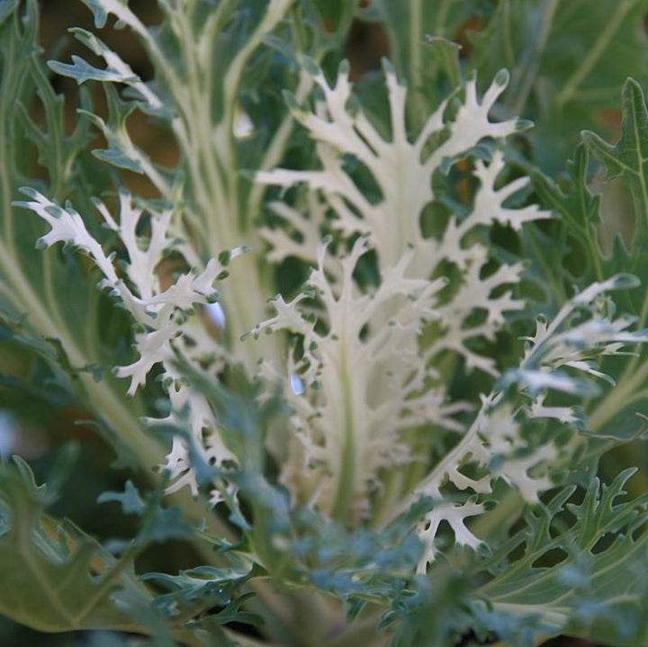 Brassica oleracea (Acephala Group) 'White Peacock'~ White Peacock Ornamental Kale