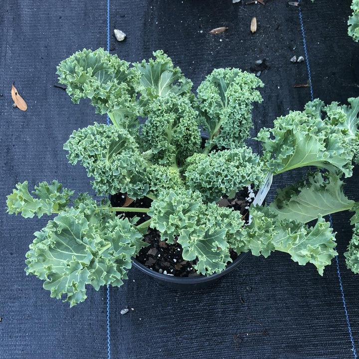 Brassica oleracea (Acephala Group) 'Yokohama White'~ Yokohama White Ornamental Kale-ServeScape