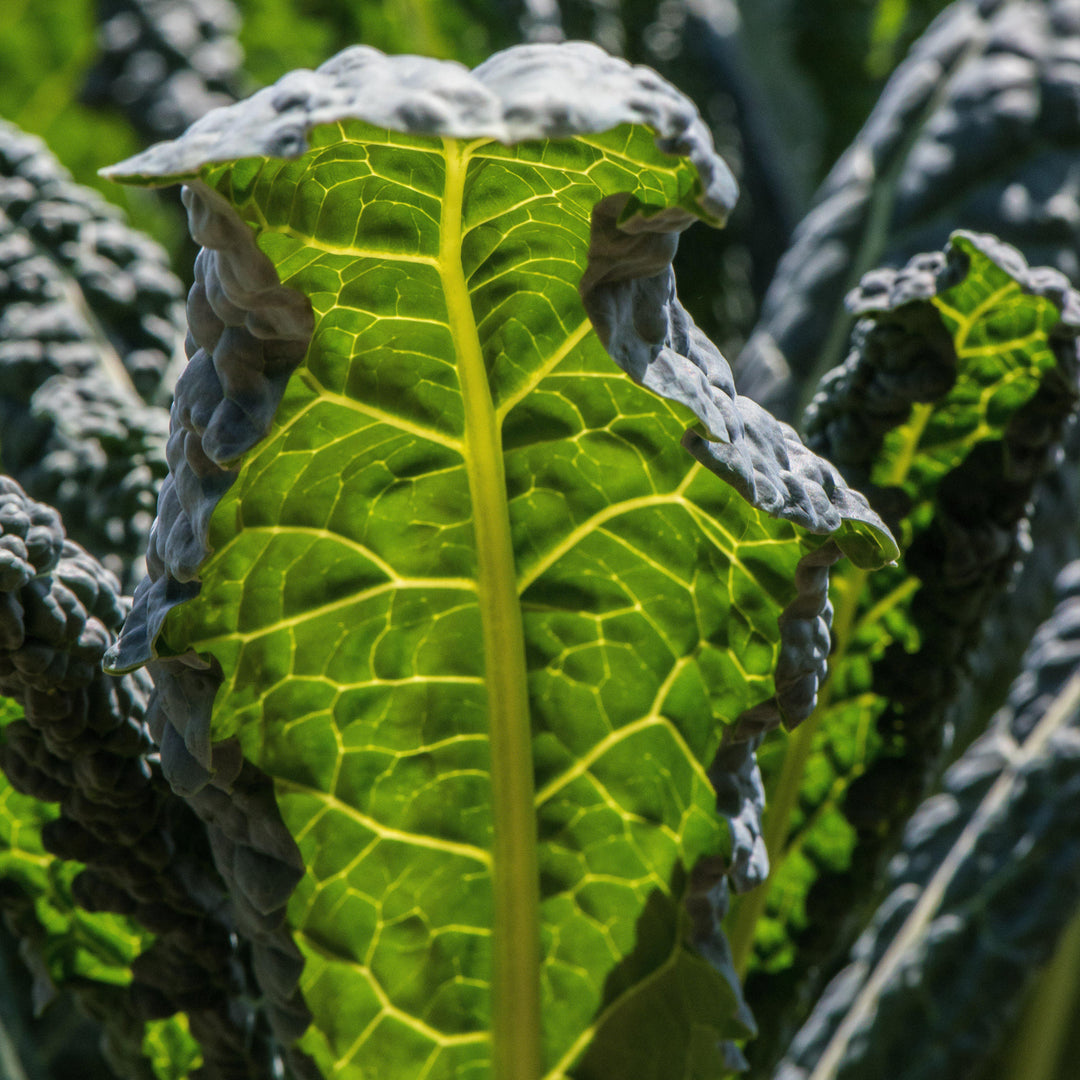 Brassica oleracea 'Lacinato' ~ Lacinato Kale, Dinosaur Kale
