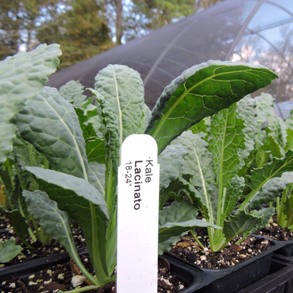 Brassica oleracea 'Lacinato' ~ Lacinato Kale, Dinosaur Kale