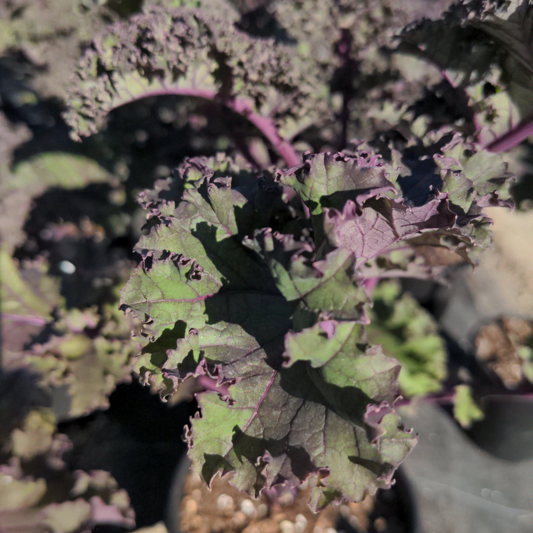 Brassica oleracea 'Redbor' ~ Redbor Ornamental Kale-ServeScape