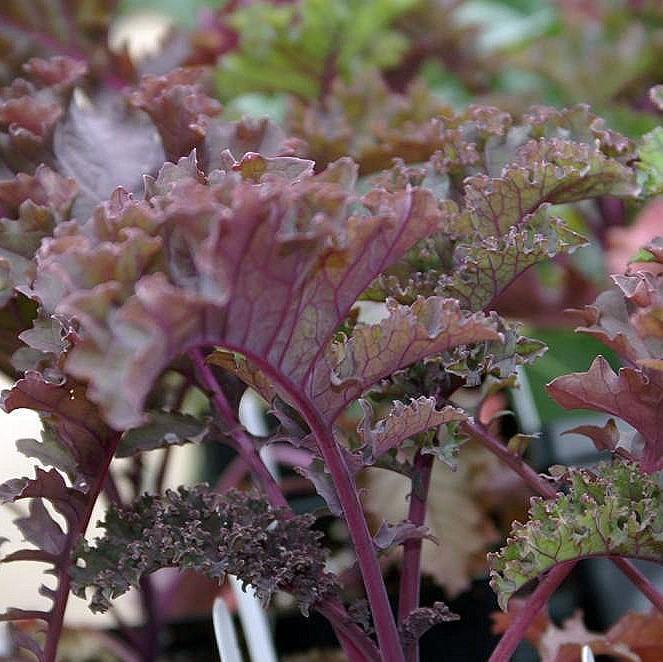 Brassica oleracea 'Redbor' ~ Redbor Ornamental Kale-ServeScape